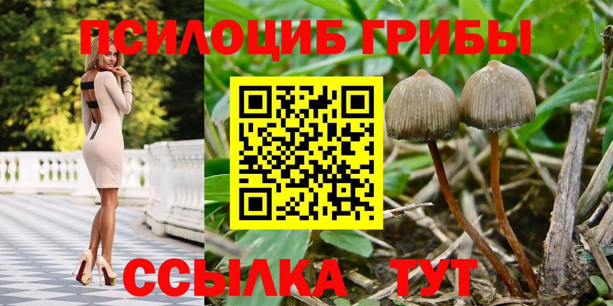 Галлюциногенные грибы Psilocybine cubensis Красный Сулин